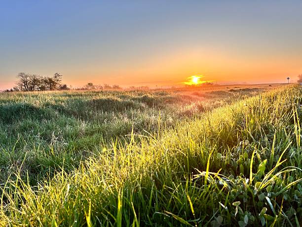 istock Sunrise over green field with morning dew 2217707066