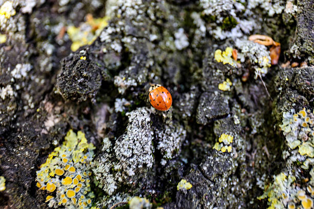 istock Harmonia axyridis, lady beetle, ladybug, harlequin 2217708631