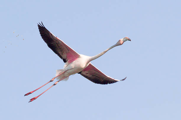 A flamingo with vibrant pink feathers and dark wings captured mid-flight against a clear blue sky.