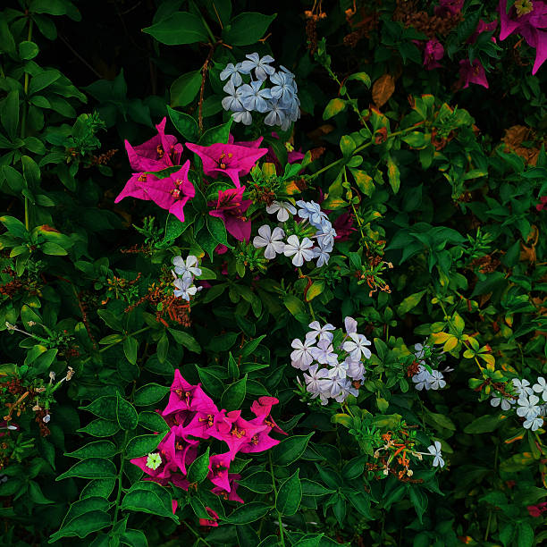 Bright pink flowers grow next to soft blue blooms in this garden. The different colored flowers create a lovely contrast against the green leaves. This close-up view shows how well different colors work together.