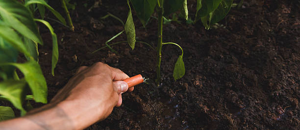 istock Black man watering plantation 2217711067