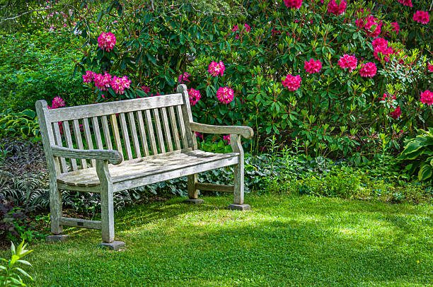 A wooden garden bench rests in a quiet corner with blooming rhododendron flowers behind.