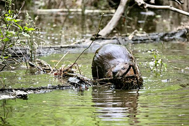 istock Beavers Building a Dam in the Wild 2217713948
