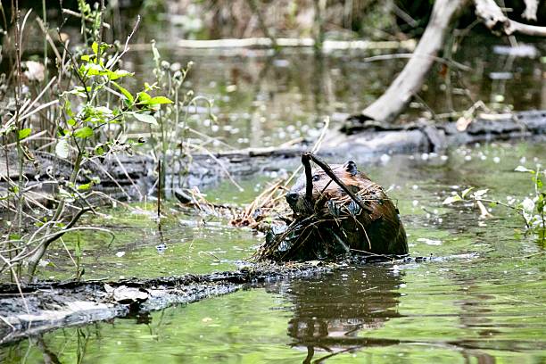 istock Beavers Building a Dam in the Wild 2217713954