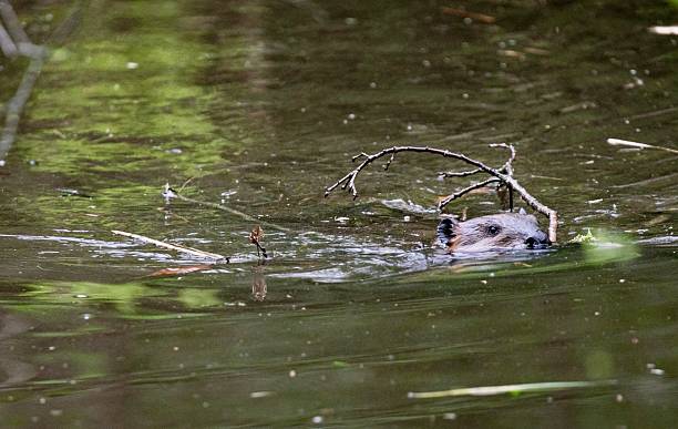 istock Beavers Building a Dam in the Wild 2217713963