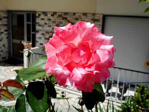 Kingdom: Plantae Phylum: rosids Class: angiosperms Order: Rosales Family: Rosaceae rose flower plant – Rosa spp.