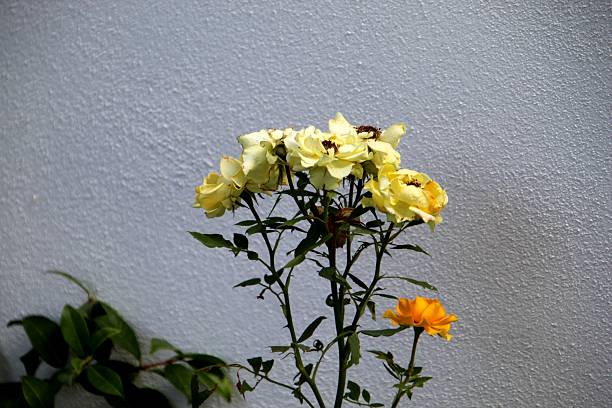 Kingdom: Plantae Phylum: rosids Class: angiosperms Order: Rosales Family: Rosaceae rose flower plant – Rosa spp.