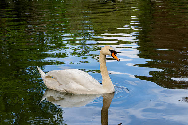 istock Mute swan (Cygnus olor) swan 2217716873