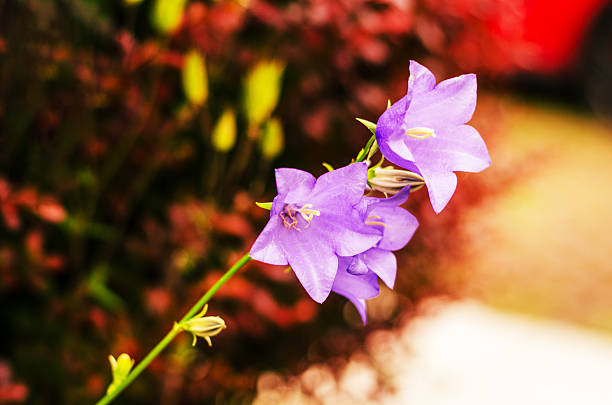 Violet bellflowers in bloom with colorful blurred background