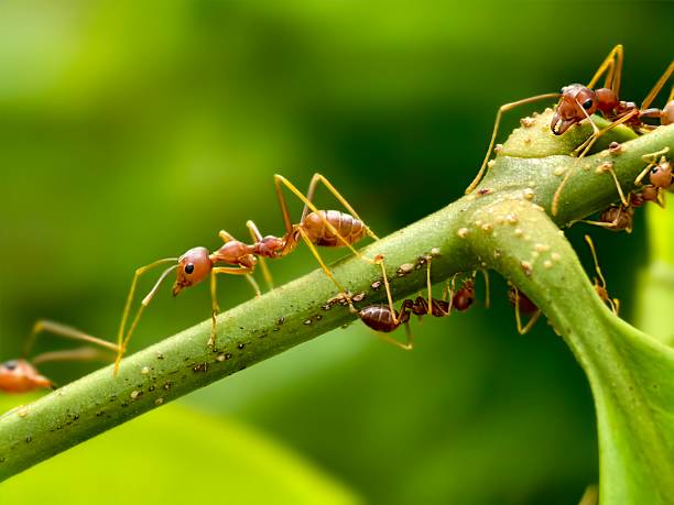 istock Weaver ants or Oecophylla walking on a tree 2217719443