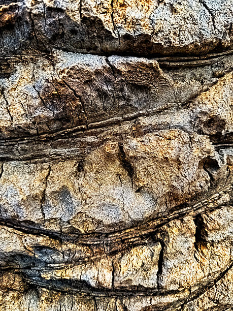 Close up of palm tree bark texture