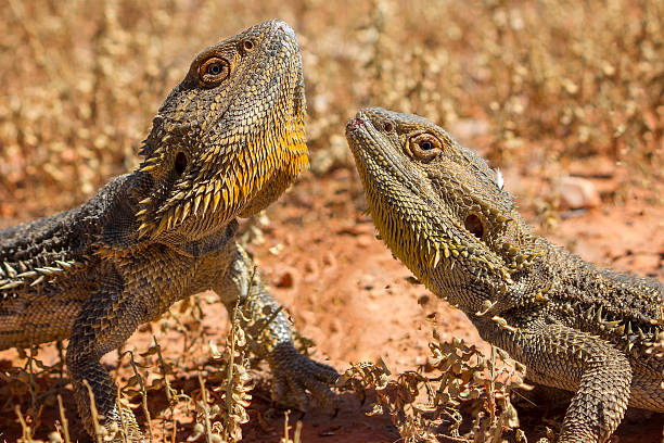 istock Close up of two Bearded Dragons 2217719851