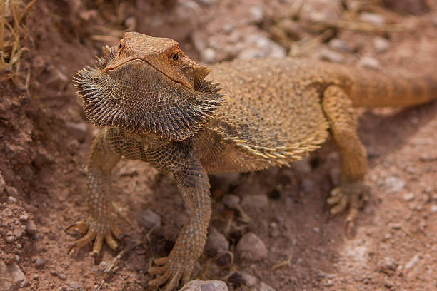 istock Close up of Bearded Dragon 2217719854
