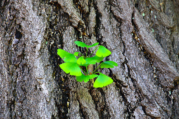 istock Green leaves of ginkgo tree 2217720884