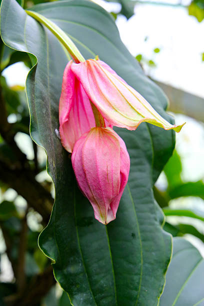 istock Medinilla magnifica, the showy medinilla or rose grape 2217721018