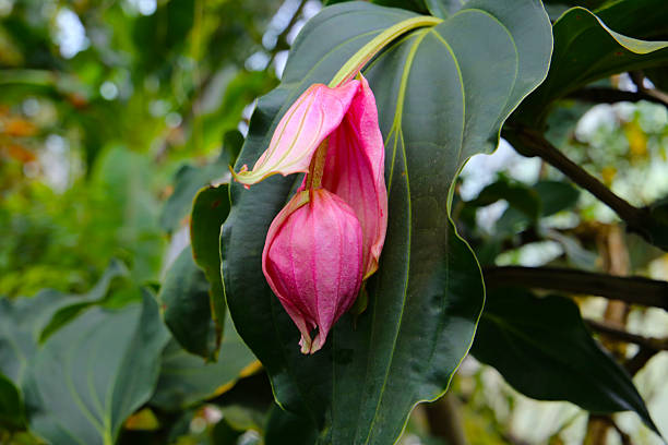 istock Medinilla magnifica, the showy medinilla or rose grape 2217722568