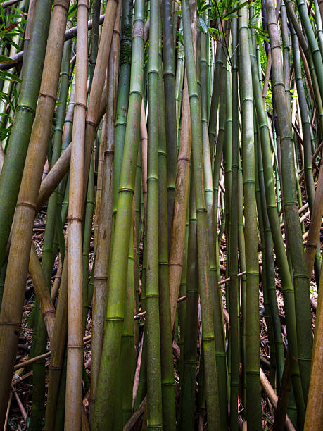 istock Close-up of thick green culms in a bamboo forest 2217722575