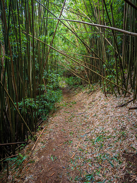 Puu Ohia hiking trail, Oahu, Hawaii, USA leading through a bamboo forest