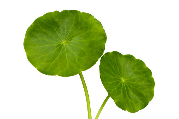 istock Centella asiatica leaves, Fresh herb plant 2217723847