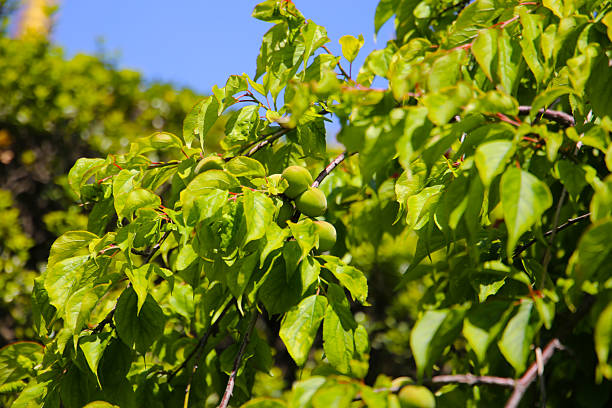 istock Prunus mume fruits on tree 2217724259