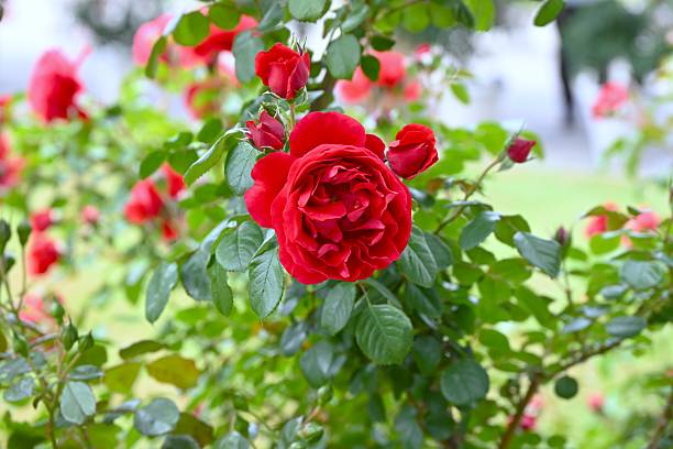 istock Roses in full bloom in the rose garden. 2217726022