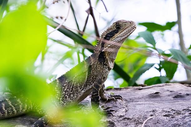 istock An Eastern Water Dragon (Intellagama lesueurii) stands proudly amidst leaf litter in a forest 2217726124