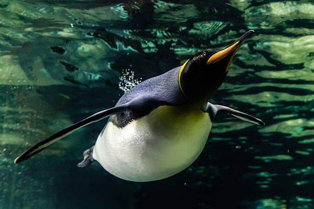 istock A magnificent king penguin (Aptenodytes patagonicus) glides effortlessly underwater, with the shimmering surface above and the deep blue depths below 2217726179