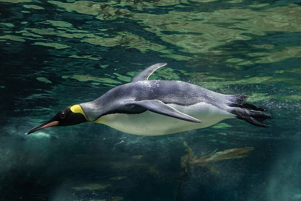 istock A magnificent king penguin (Aptenodytes patagonicus) glides effortlessly underwater, with the shimmering surface above and the deep blue depths below 2217726184