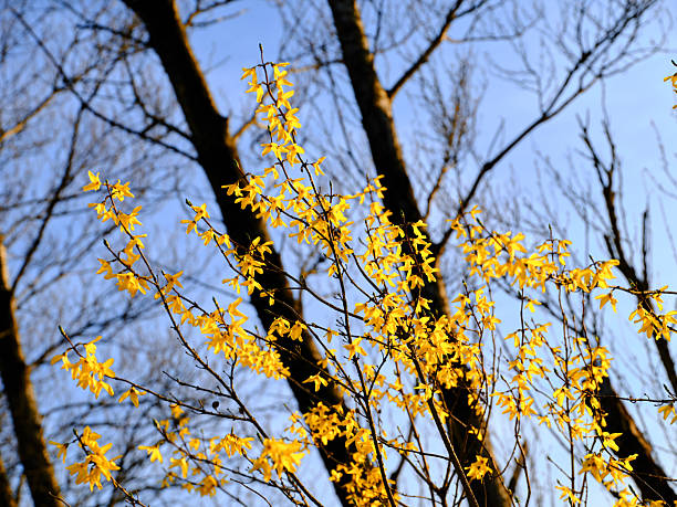 Bright yellow forsythia blossoms (Forsythia spp.) mark the arrival of spring, accentuated by stark, leafless trees and an azure sky providing a serene and refreshing composition in this captivating natural scene.