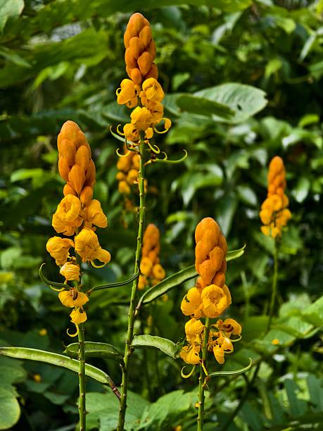 istock Senna alata flower with blurred background 2217728172