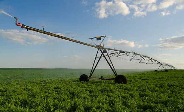 istock Agricultural irrigation system watering green pea fields 2217728302