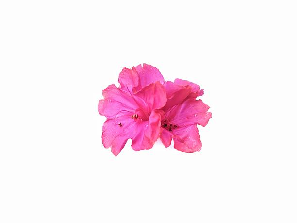 Azalea japonica or Japanese azalea flowers in close-up.