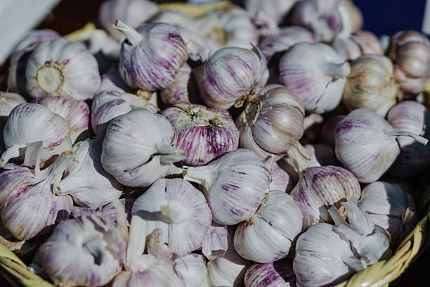 istock Fresh purple garlic bulbs displayed in a woven basket 2217732910