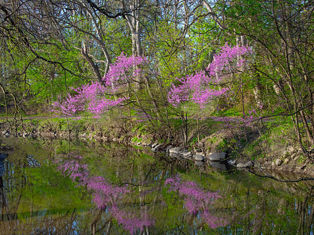 istock Redbud Trees reflected in a small creek-Howard County, Indiana 2217733122