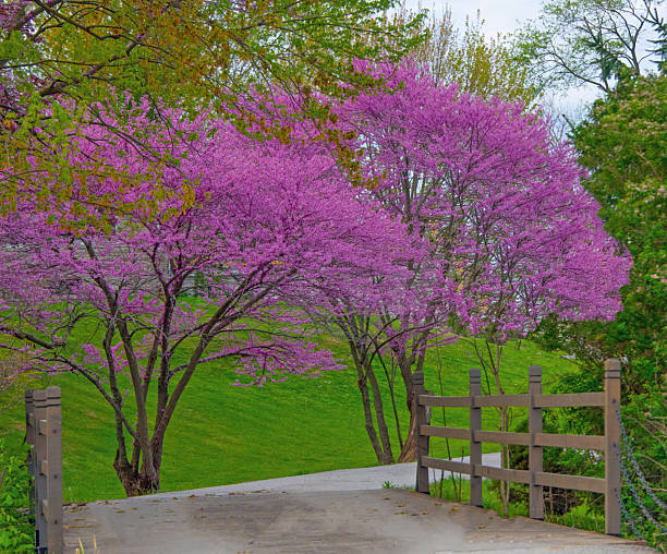 Redbud trees with one lane bridge-Howard County, Indiana