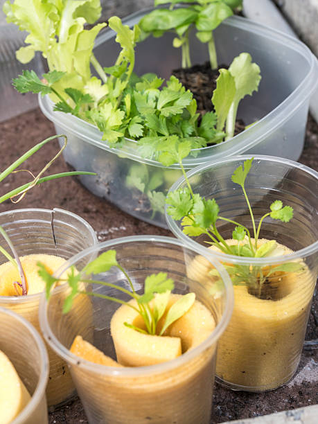istock Hydroponic seedling baskets prepared for planting in a controlled environment 2217733428