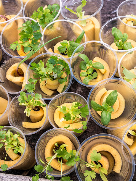 istock Hydroponic seedling baskets prepared for planting in a controlled environment 2217733435