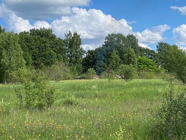 istock A Lush Green Field Spreading Under Bright Blue Skies Filled with Soft, Fluffy White Clouds 2217733541