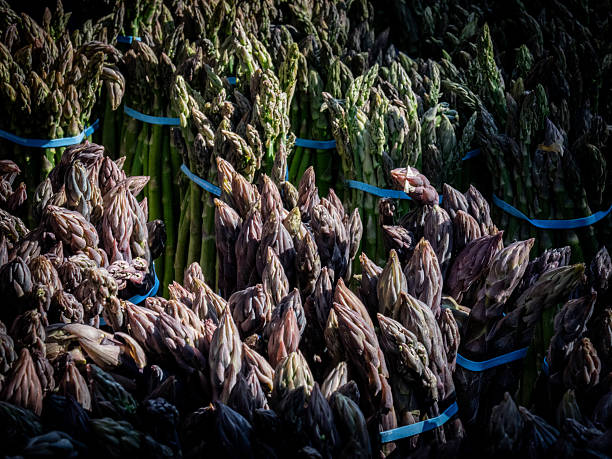 Bunches of green and purple asparagus