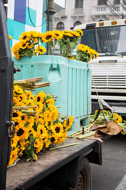 Many sunflowers in sight on a truck parked on the street