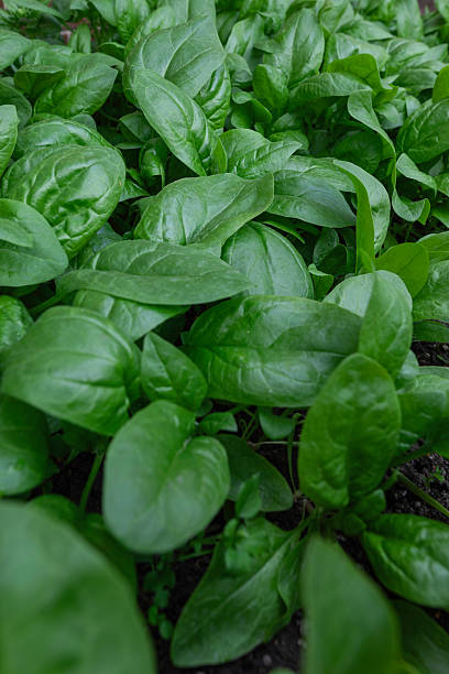 istock Green spinach leaves growing in garden soil 2217738374