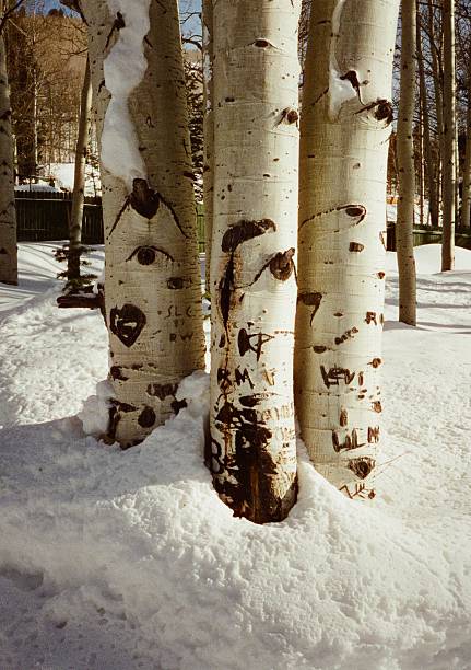 Quaking Aspen Tree Bark in Yellowstone National Park, Wyoming
