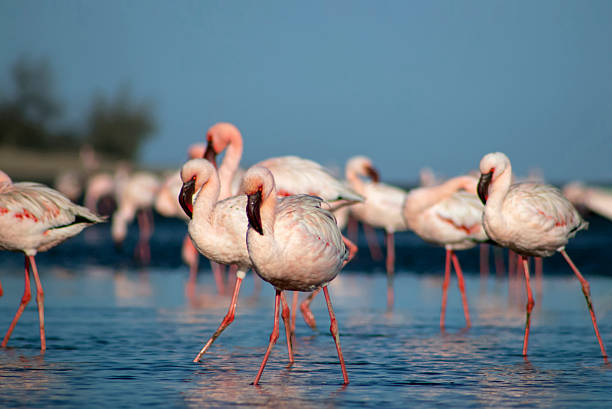istock Flamingos in soft light by a still lake, blue sky above. 2217739103