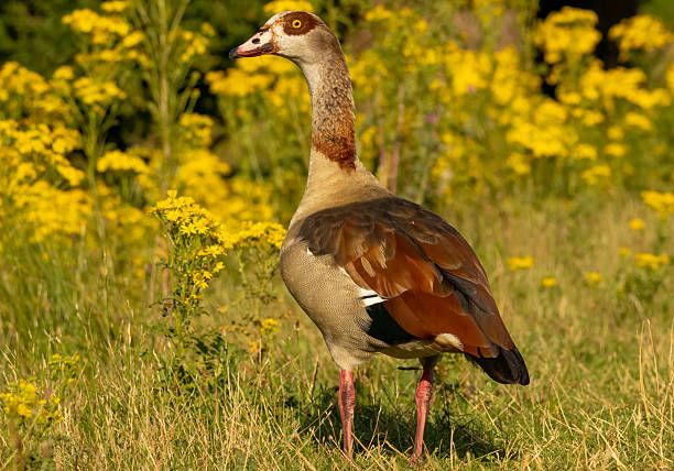 istock Egyptian Goose (Alopochen aegyptiaca) close up 2217739159