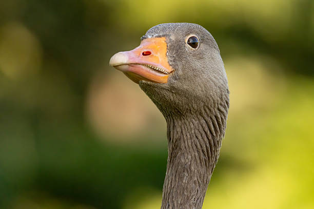 istock Graylag geese (Anser anser) in a natural habitat 2217739202