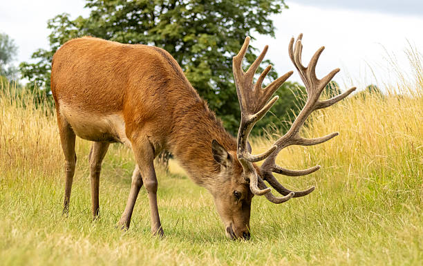 istock Red deer (Cervus elaphus) in Richmond park, London, UK 2217739352