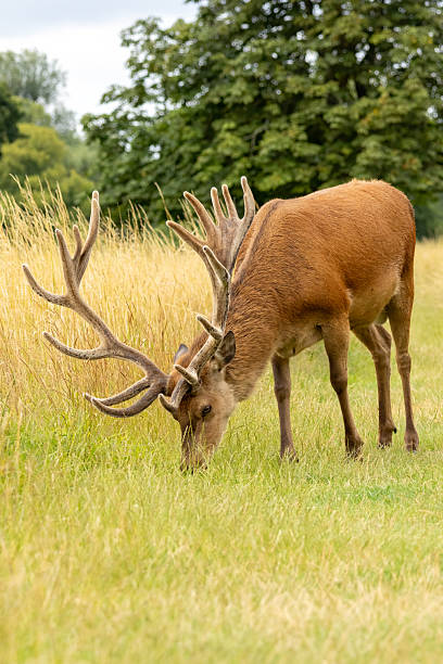 istock Red deer (Cervus elaphus) in Richmond park, London, UK 2217739402