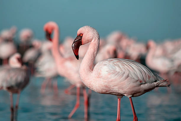 istock Flamingos in soft light by a still lake, blue sky above. 2217739446