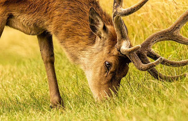 istock Red deer (Cervus elaphus) in Richmond park, London, UK 2217739473