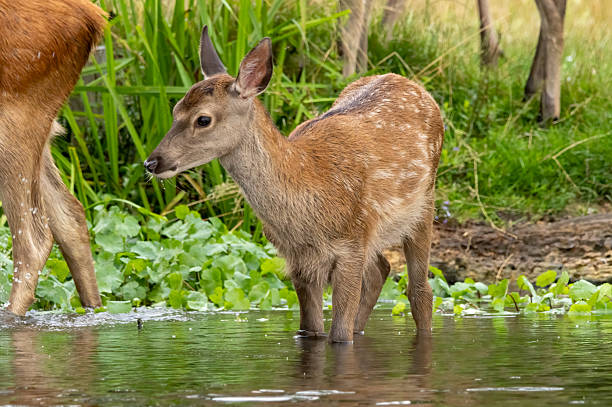 istock Red deer (Cervus elaphus) in Richmond park, London, UK 2217739501